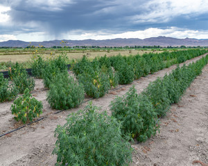 USA, Nevada, Lyon County, Yerington: One of the first legal Industrial Hemp Farms growing Cannabis...