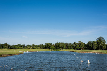 flock of white swans swimming in lake near green park