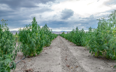 Fototapeta na wymiar USA, Nevada, Lyon County, Yerington: One of the first legal Industrial Hemp Farms growing Cannabis sativa for CBD and fiber products