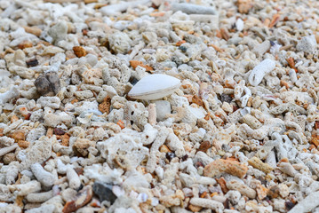 shells on the beach