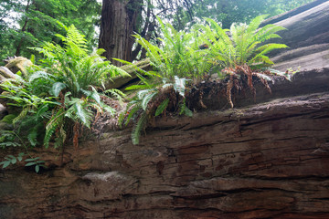 Life after death, a natural event on a forest floor