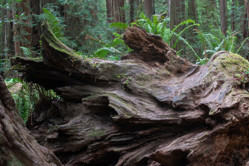 Predator in disguise!