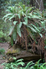 Splendor of the Redwood forest