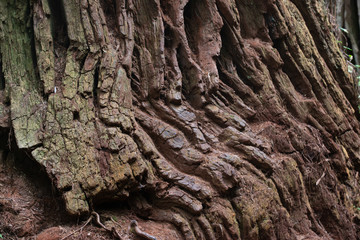 Natural Abstractions deep in the rainforest