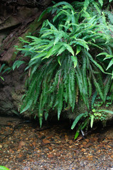 Fern Canyon, a fairyland of natural wonder