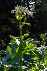 Heracleum sosnowskyi is apoisonous plant, commonly known as giant hogweed, cartwheel-flower, giant cow parsley, giant cow parsnip, hogsbain