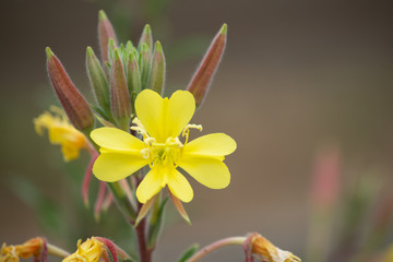Flowers, succulents and sunshine