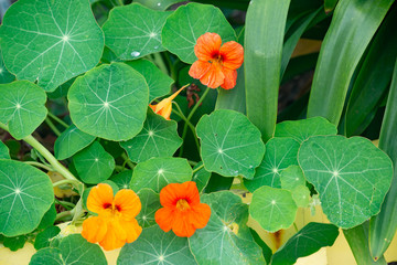 Fern Canyon, a fairyland of natural wonder