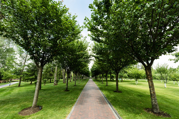 sunlight on path with shadows from trees in summer park