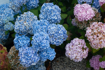 Flowers, succulents and sunshine