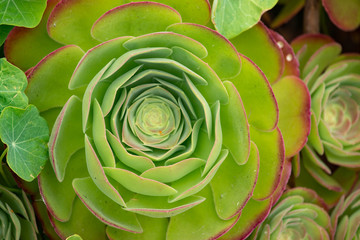 Obraz premium Flowers, succulents and sunshine