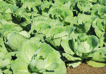 野菜　畑　素材