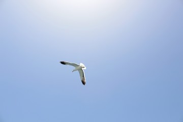 Seagull in Flight