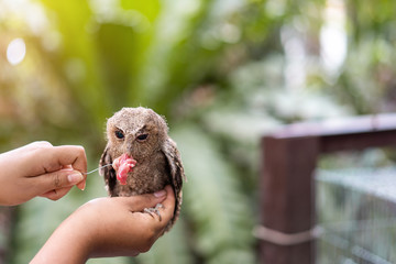 Close up hand to feeding Owl.
