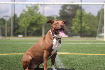 Dog on Soccer Field © Nate