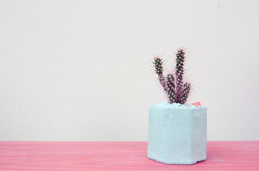 Cactus Green in cement pot on pink background. Contemporary Art gallery Style, pastel color. 