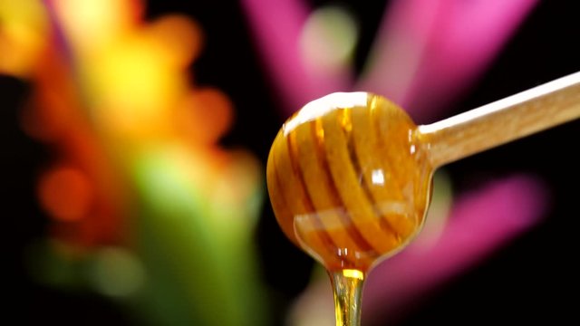 Pouring from honey dipper on blurred flower background. Honey dripping, Healthy organic Thick honey dipping from the wooden honey spoon, Close-up 4K footage