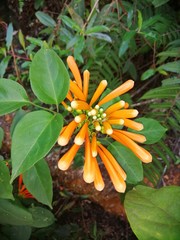 Orquidea naranja