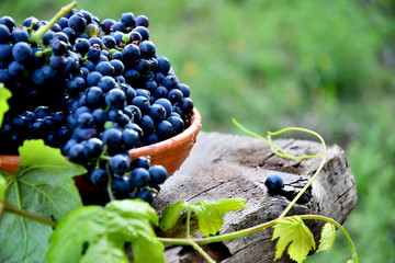 Black grapes in a ceramic plate on an old board in the garden.