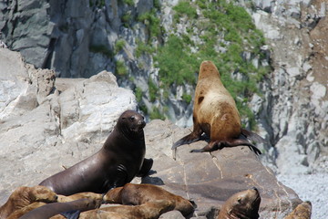 seal in zoo