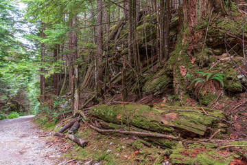 View at Mountain Trail in British Columbia, Canada. Mountains Background. DeBeck Trail.