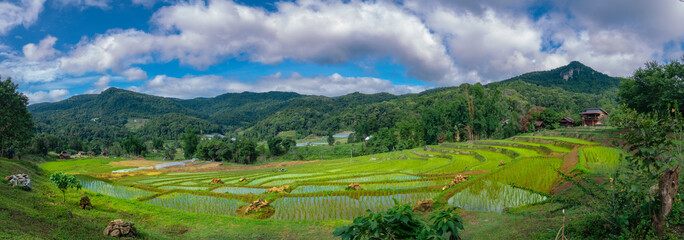 Fototapeta premium Panoramic rice terraces at mae klang luang, inthanon mountain. Chiang mai, Thailand. Scenery view of rice field, mountain and cloud sky