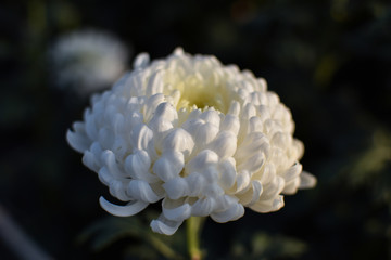 Yellow dotted white colored chrysanthemum or chandramallika flower isolated on blurred background. Close up.