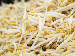 mung bean sprouts