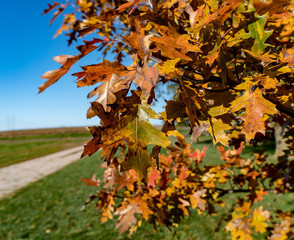 Fall in the country