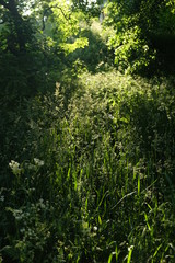 Grass in wild garden