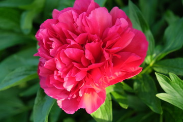 A red flower in garden with green background