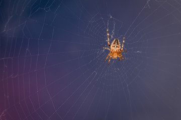 Garden spider in web