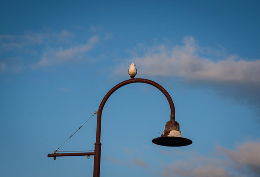 Seagull sitting on a lightpost
