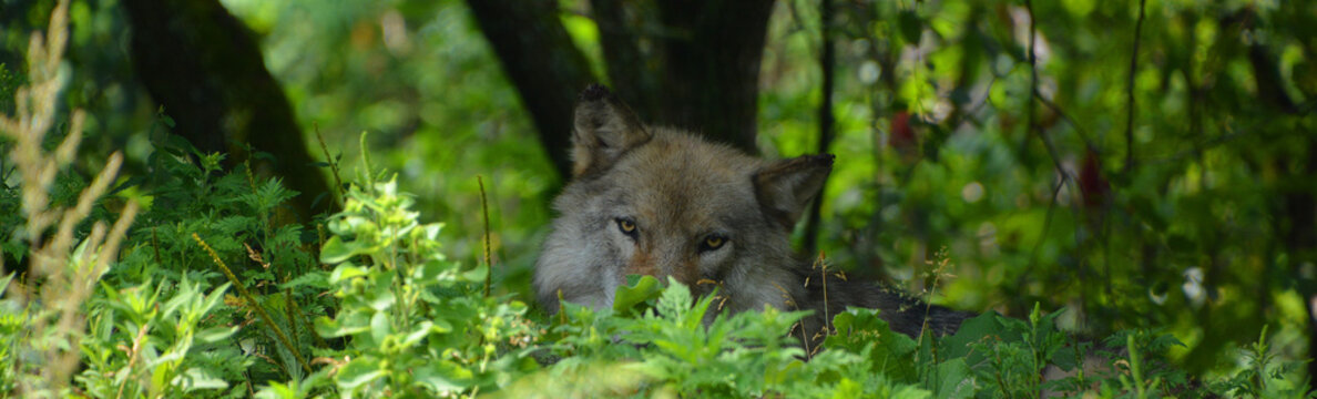 Gray Wolf Or Grey Wolf Canis Lupus, Also Timber Or Western Wolf Is A Canine Native To The Wilderness And Remote Areas Of Eurasia And North America. It Is The Largest Extant Member Of Its Family