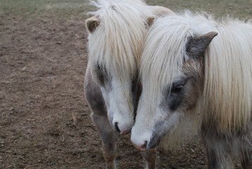 Ponies