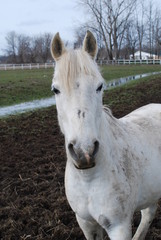 Fototapeta premium Horses 