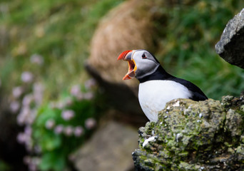 Puffin calling