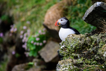 Puffin