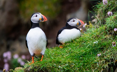 puffins