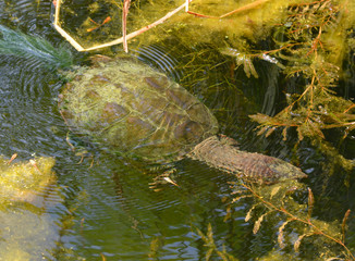 The common snapping turtle (Chelydra serpentina) is a large freshwater turtle of the family...