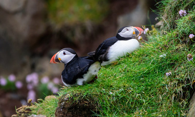puffins