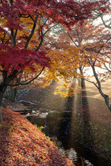 奈良公園の紅葉
