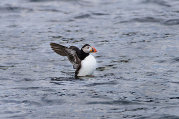 Puffin