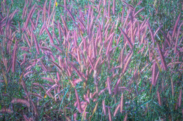 Beautiful  flower blooming grass in the morning , vintage tone
