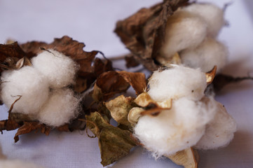 planta de algodón seco