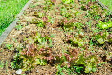 Fresh salad growing in soil in the garden.