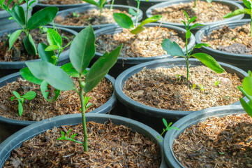 Lemon tree sprouts in pots in the garden.