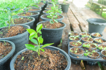 Lemon tree sprouts in pots in the garden.