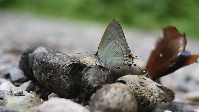 The Common Palmfly and the Common Tit Butterfly sucking and eating mineral in animal feces , Colorful abstract pattern on brown wings of tropical insect , Thailand