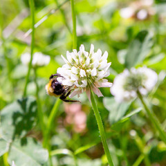 A bee collects nectar on a white clover (Trifolium repens) flower. Natural background. Pollination of crops.